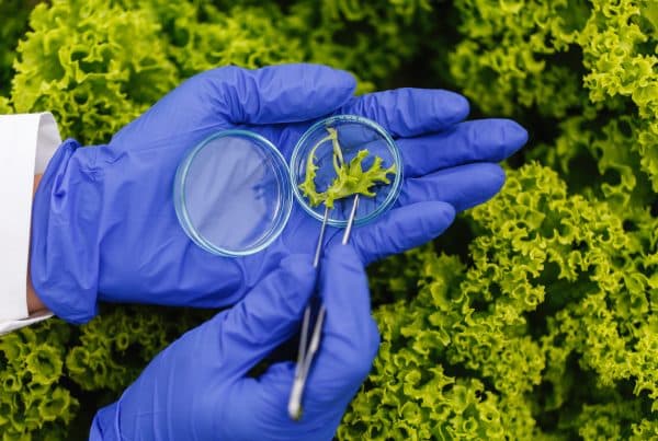 seqens biologie de synthèse algues